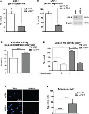 LRP-1-dependent control of calpain expression and activity: A new mechanism regulating thyroid carcinoma cell adhesion